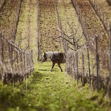 Gli Archi Farm stay Fauglia