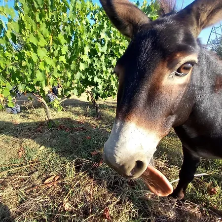 Gli Archi ファームステイ Fauglia