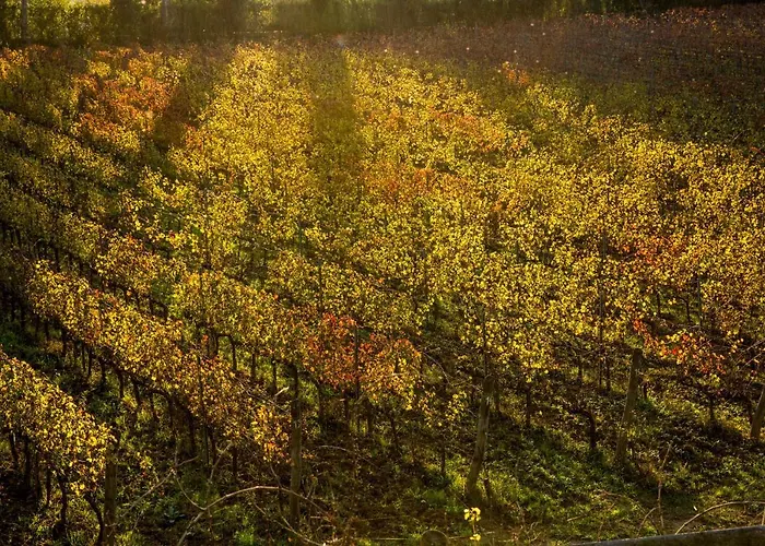 Gli Archi ファームステイ Fauglia