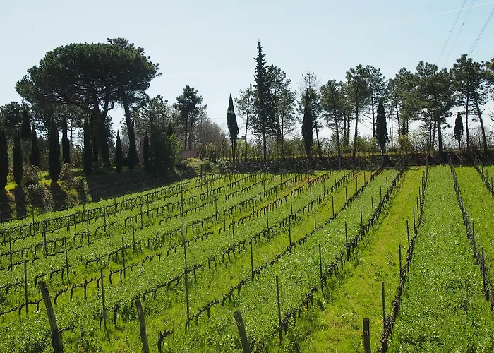 Gli Archi * Fauglia